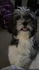 Shiloh Moon sitting with his tongue out — original family photograph