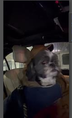 Shiloh Moon riding in his car seat — original family photograph